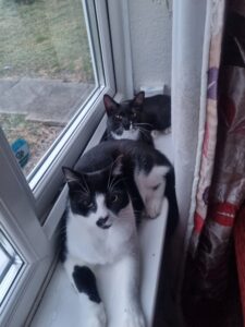 Two kittens lying on a windowsill